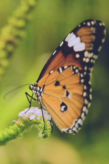 Borboletas e Casulos.